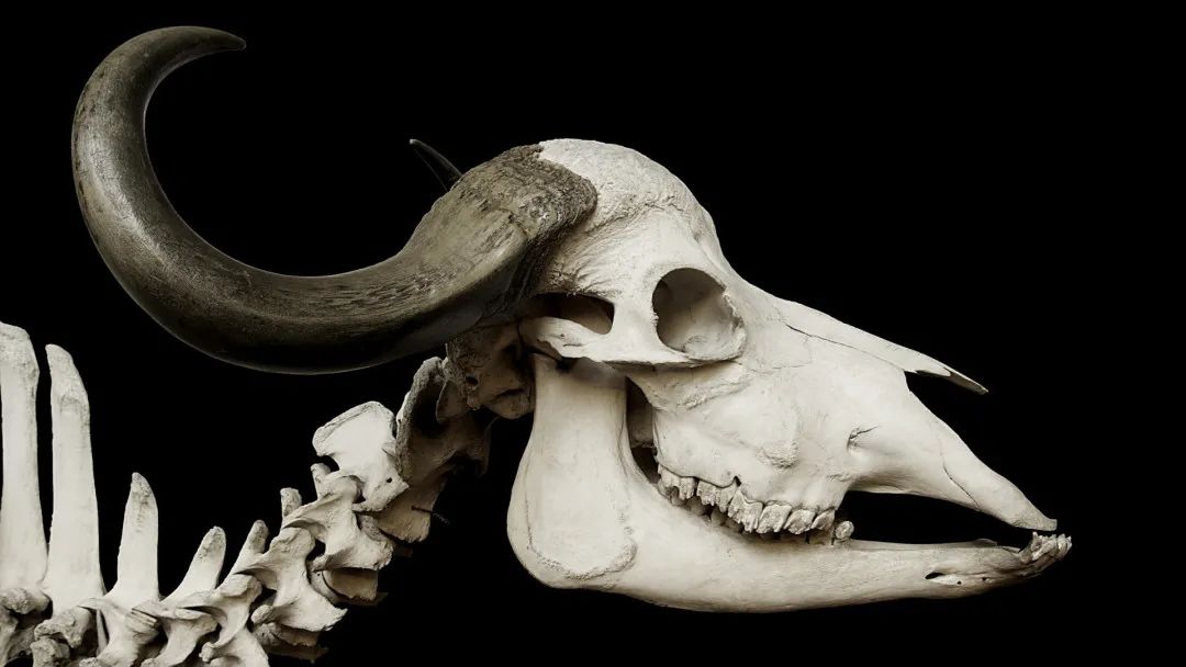 3D扫描仪用于动物化石骨骼三维扫描建模和数字化研究