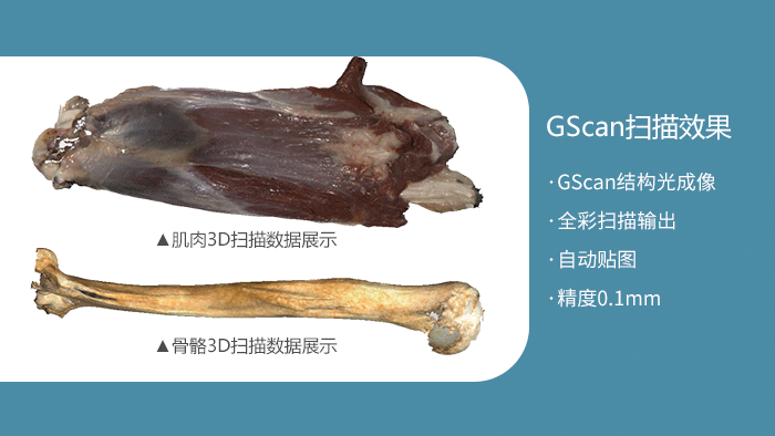 GScan全彩3D扫描骨骼建模