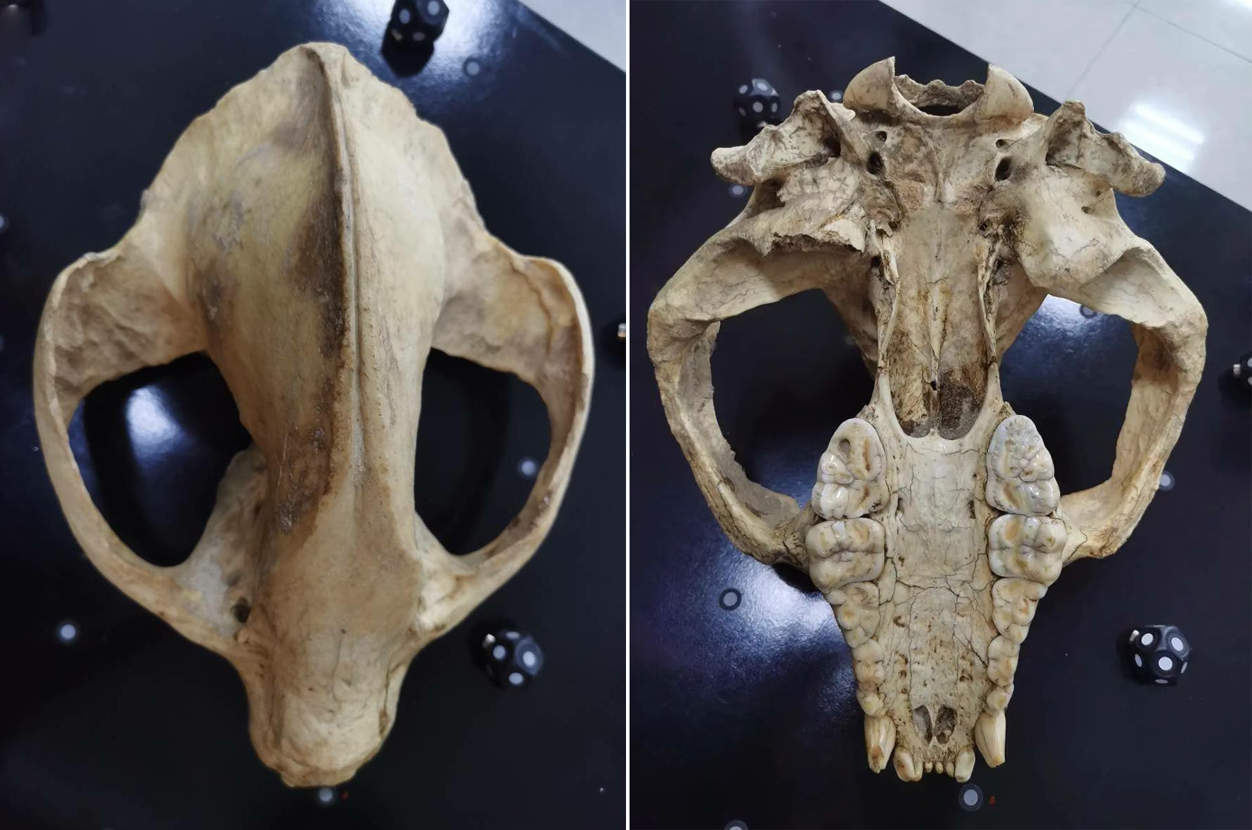 借助桌面标志点对熊猫头骨化石进行扫描,无需在化石表面粘贴标志点。 借助桌面标志点对熊猫头骨化石进行扫描,无需在化石表面粘贴标志点。